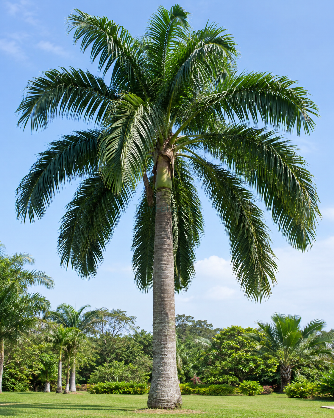 Malaysian Palm Tree (ملائیشین پام)
