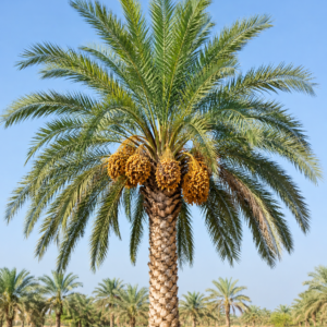 Phoenix Palm ، چھوٹی کھجور