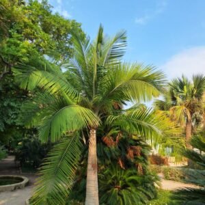Raveenia Palm, مجسٹی پام
