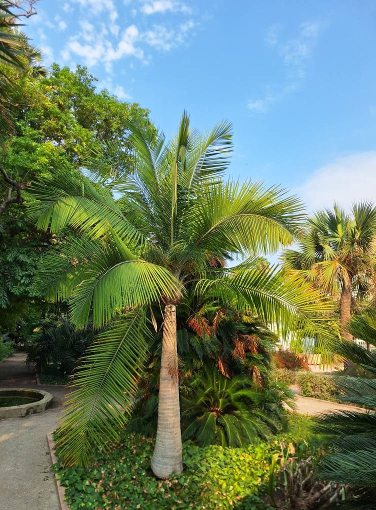 Raveenia Palm, مجسٹی پام