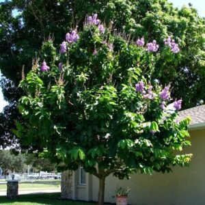 Queen Crape Myrtle (گل فانوش) Lagerstroemia speciosa